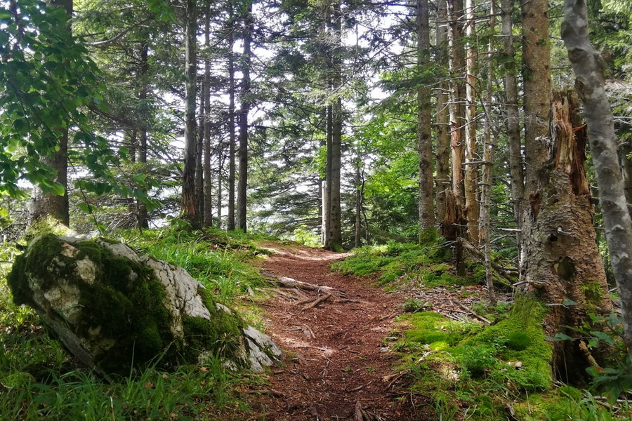 Waldweg zum hinteren Signalkogel. Foto: Sarah Stainer